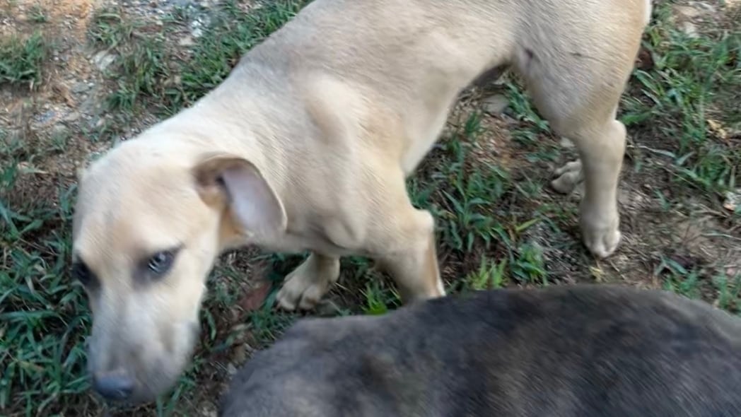 Chilton County Sheriff Declines Charges in Puppy Shooting Incident