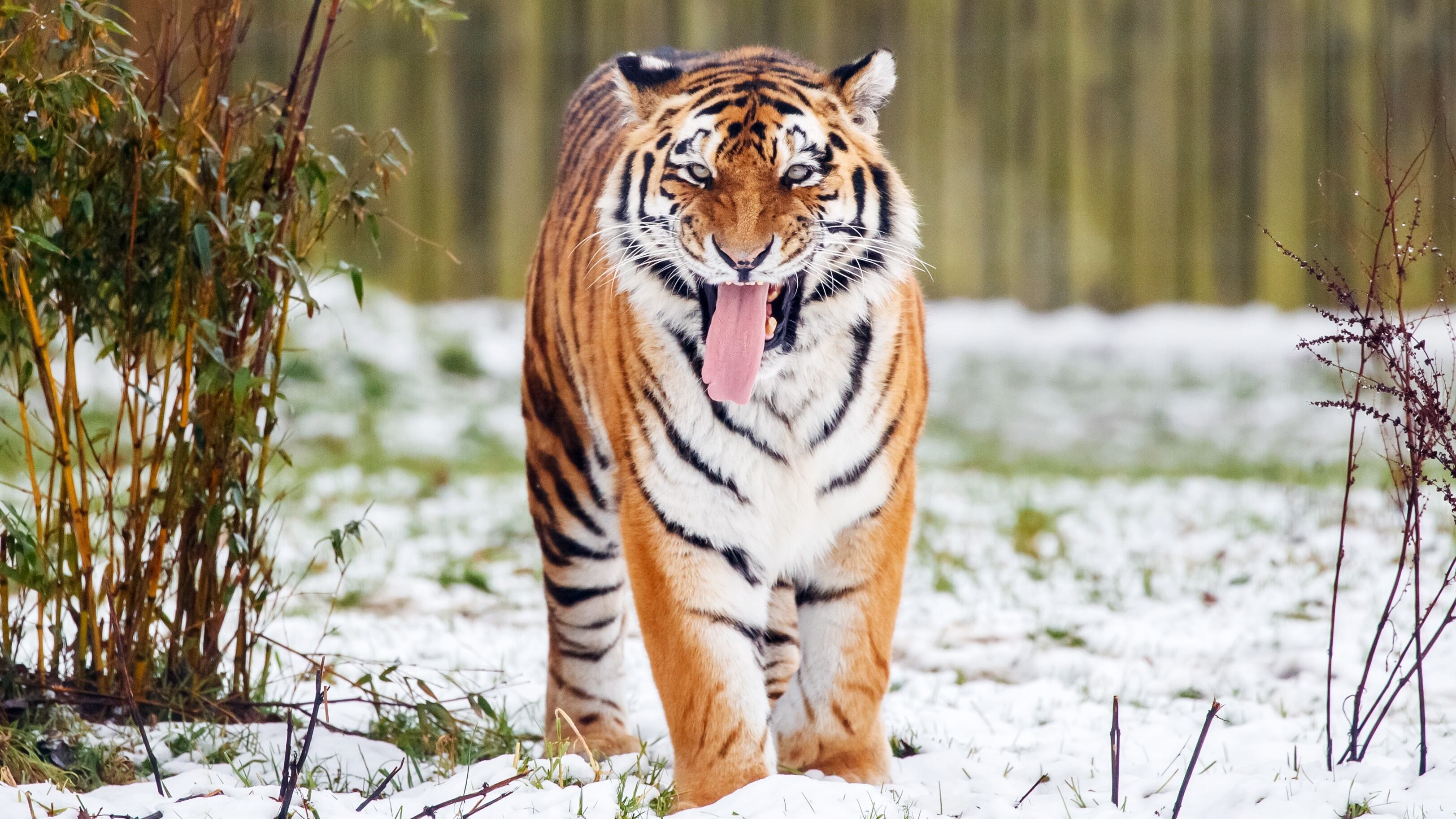 Tiger at Yorkshire Wildlife Park Will Not Be Euthanized After Fatal Incident