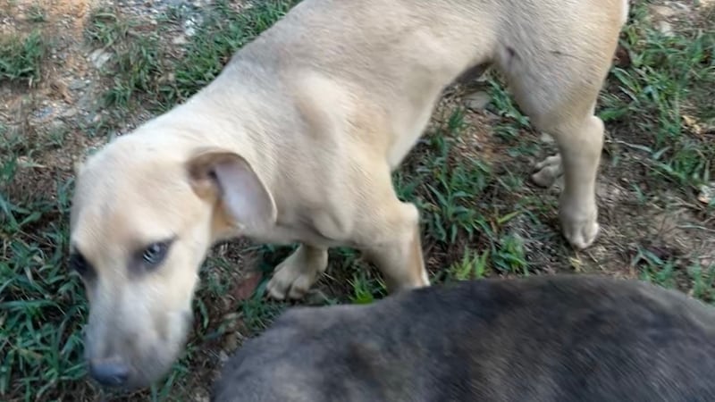 2 dogs shot, killed and multiple injured in Chilton County