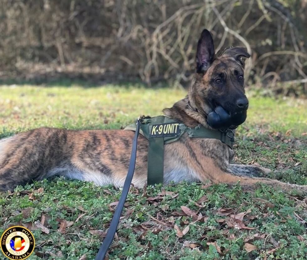 K-9 Lili is the newest narcotics K9 for Hoover Police!