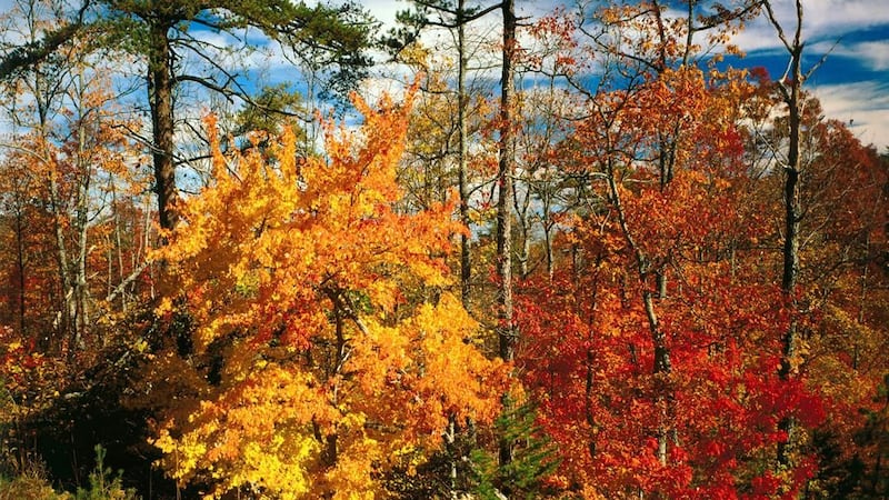 Fall Color Alabama You still have time to enjoy the Fall colors in Alabama