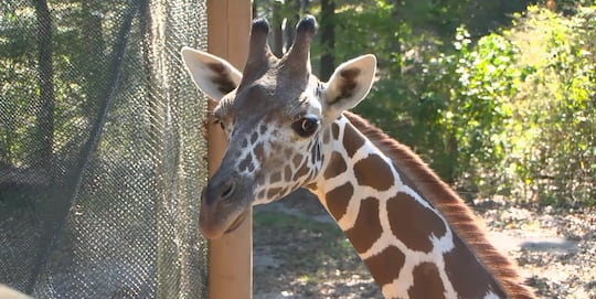 Giraffe Language Birmingham Zoo welcomes new giraffe calf