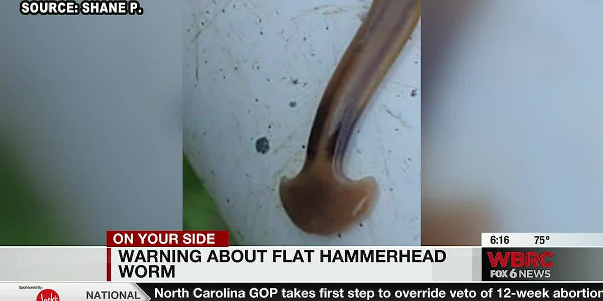 Flat hammerhead worms: What to know about the invasive species