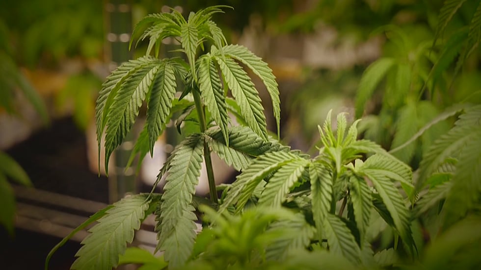 Interest continues to grow for medical cannabis around the state. So far, around 20 cities...