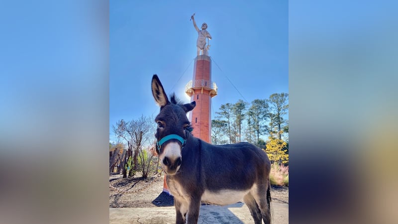 The Birmingham Zoo's miniature donkey, Chaucer