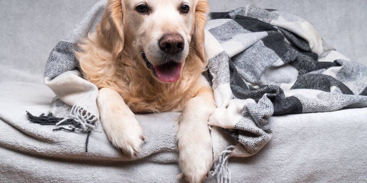 Even cold-loving dogs are at risk in freezing weather - WBRC