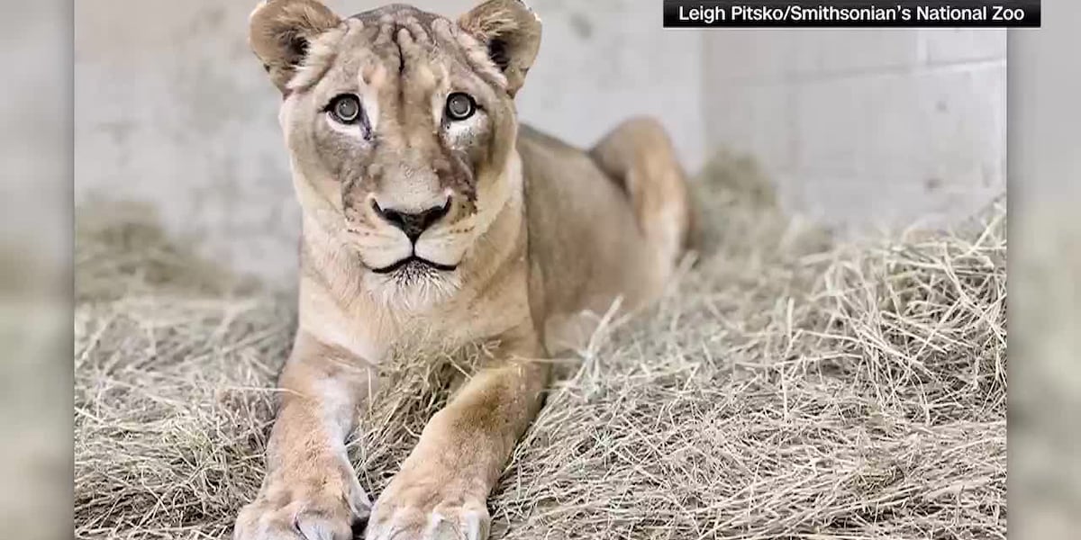 One of the oldest lions in the US dies at the National Zoo