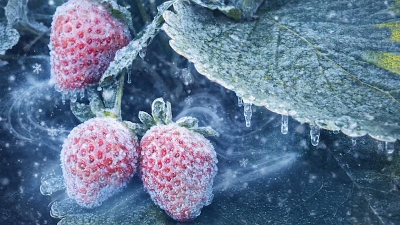 With cooler temperatures arriving, farmers are using a counterintuitive method to protect...