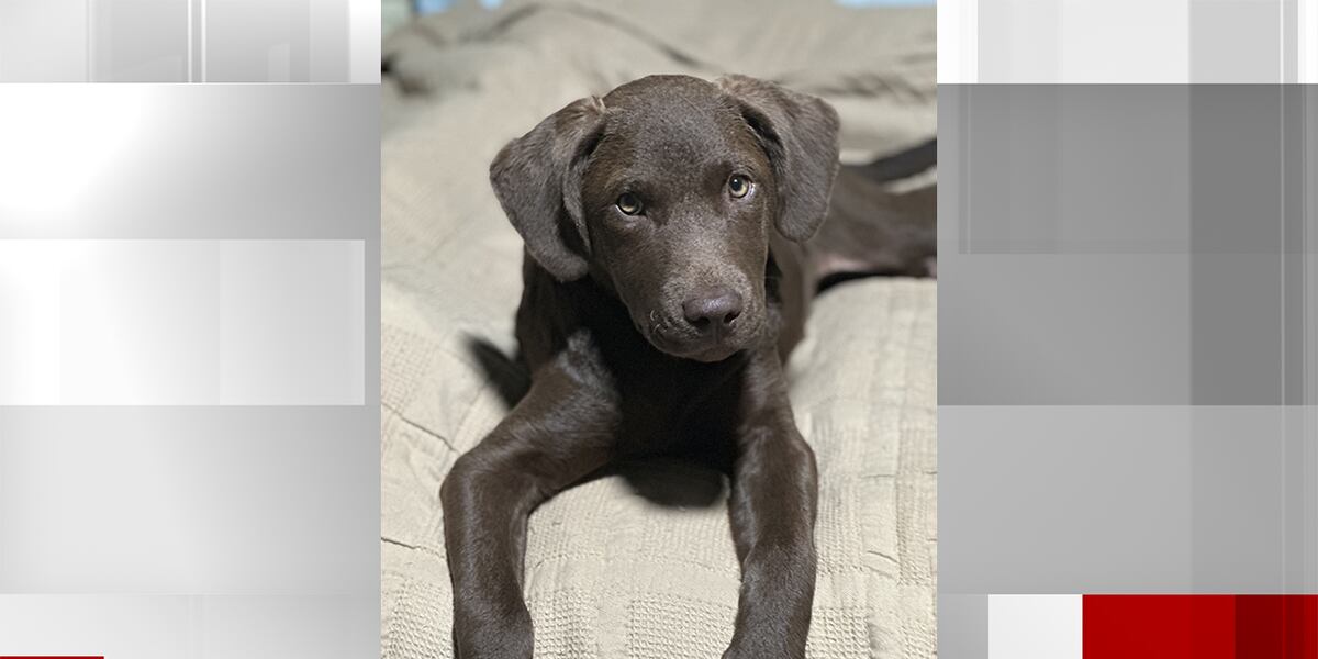 Birmingham dog owner claims puppy was killed at Cupid’s Dog House in Chilton County Birmingham dog owner claims puppy was killed at Cupid’s Dog House in Chilton County