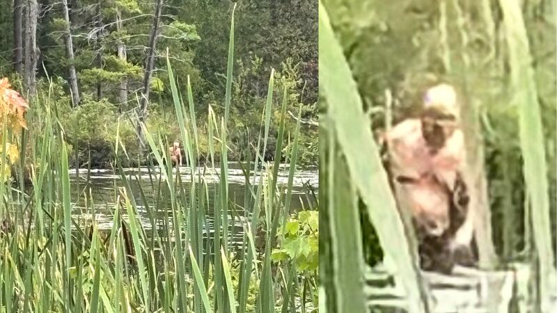 Photos taken of a creature now dubbed the “Syracuse Figure” in a New York marshland have led...
