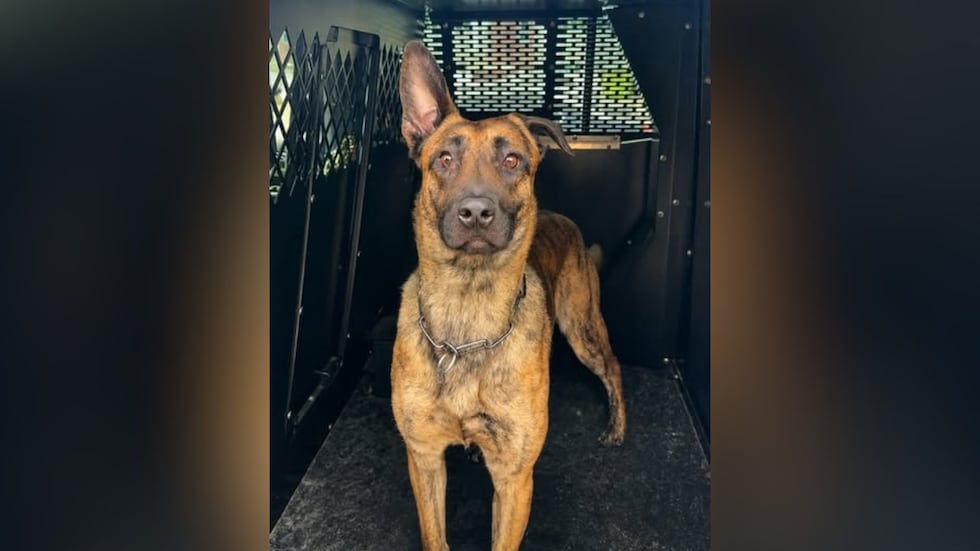 According to police, K-9 Lili officially started her Hoover watch on May 6, 2026, but National...