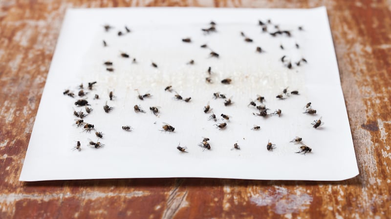 Flies caught on white sticky fly paper trap