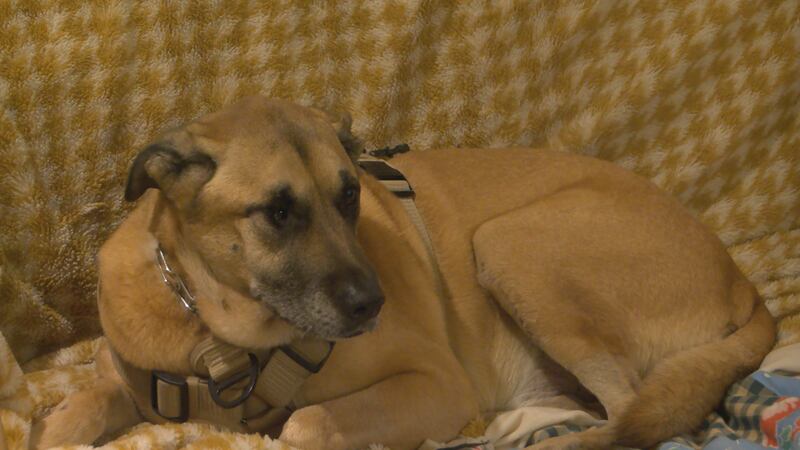 Homewood Police can be seen on surveillance video obtained by WBRC shooting Brutus after...