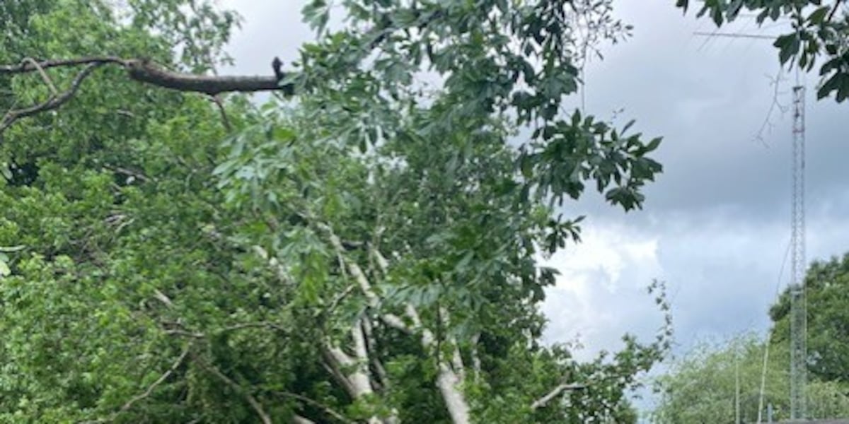 Tree service companies busy to work in northern Tuscaloosa County after severe storms