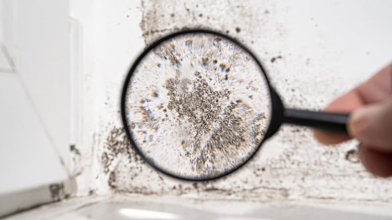 view through a magnifying glass. white wall with black mold. dangerous fungus that needs to be...