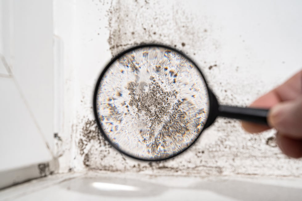 view through a magnifying glass. white wall with black mold. dangerous fungus that needs to be...