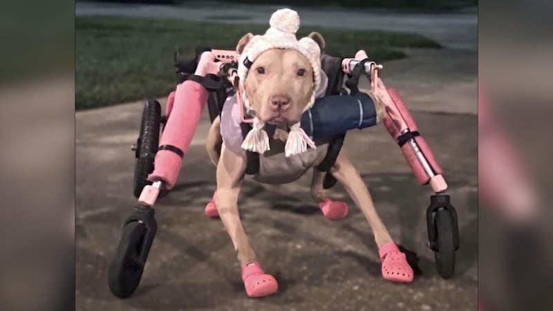 Baby is a hospice resident at The Pittie Party of Central Florida. The rescue said she cannot...