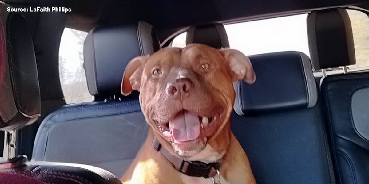 Bessemer woman says emotional support dog was shot, killed during traffic stop