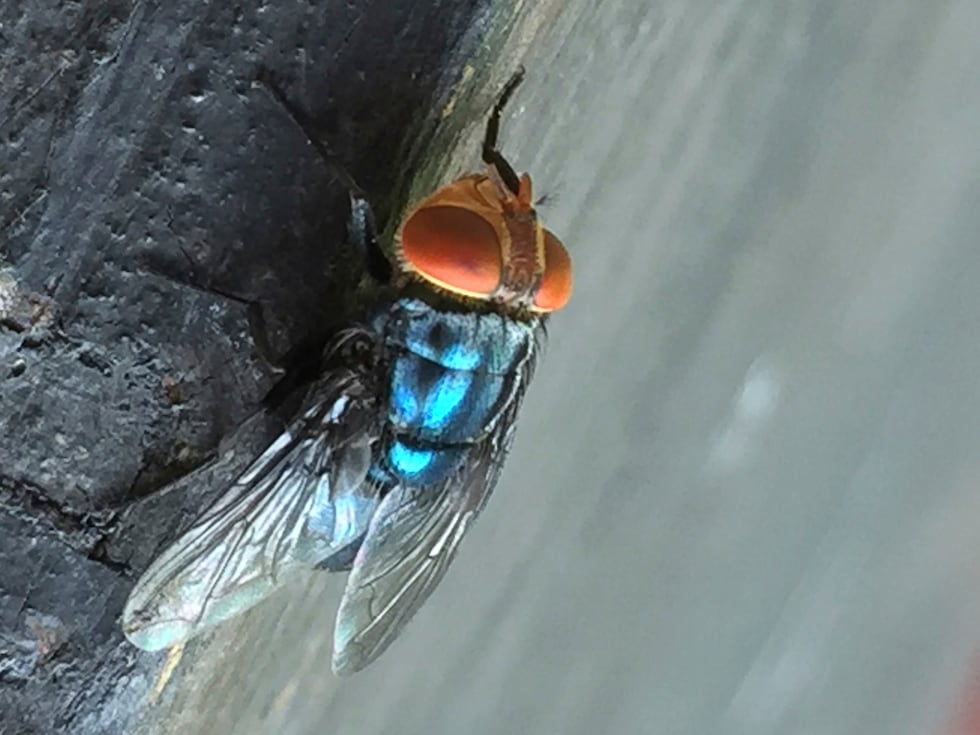 FILE - An adult New World screwworm fly sits at rest in this undated photo.