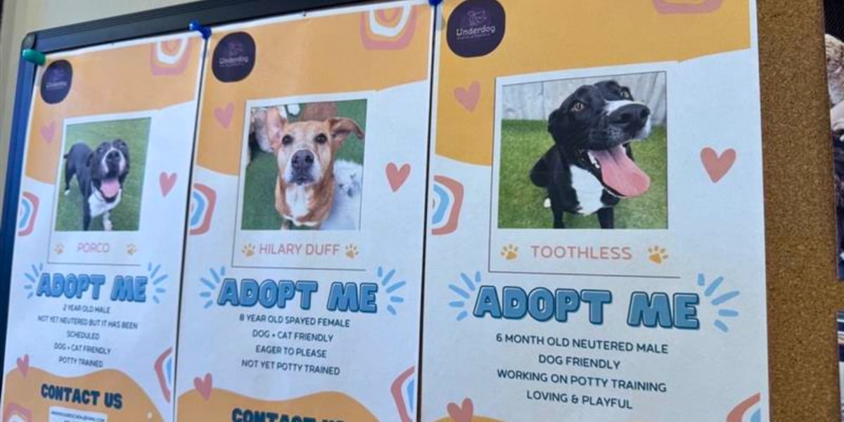 8 nonprofits dedicated to helping dogs in Alabama