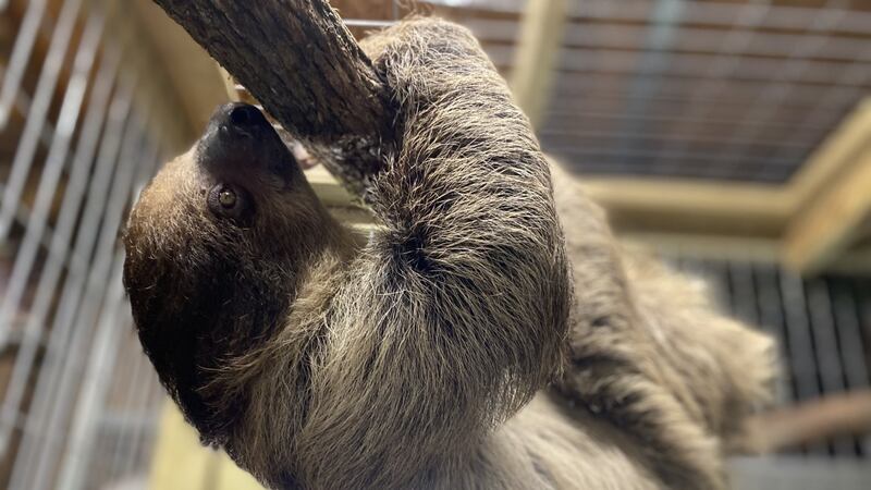 Long Weekend Sloth Tigers for Tomorrow: Wild weekends are here