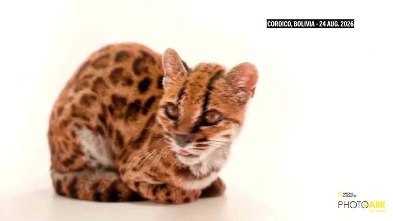A previously unknown cat species has been identified in plain sight: at a wildlife sanctuary...