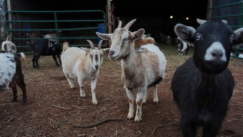 FILE - Goats walk in a yard, Monday, Feb. 17, 2025, in Wellston, Okla.