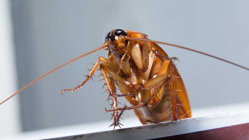 Lives of roach alive . / Roach is living in the house