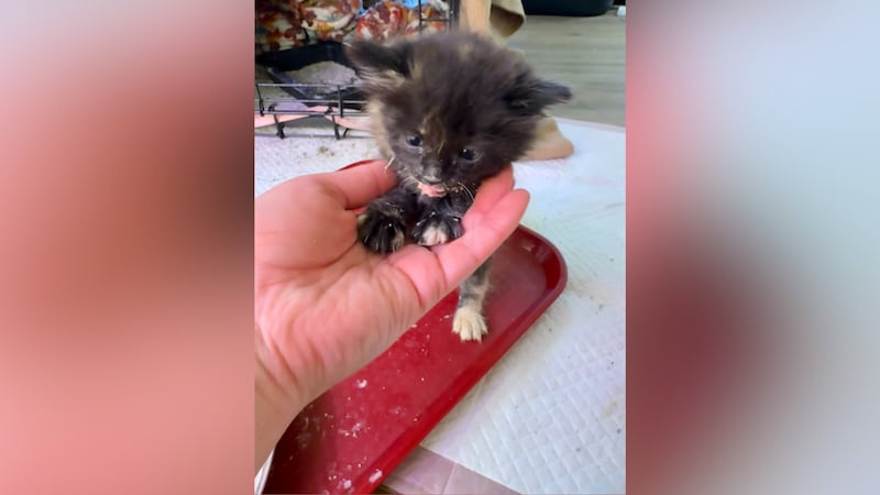 A tour guide on the Alaska Railroad says she recently rescued a kitten after she heard it was...