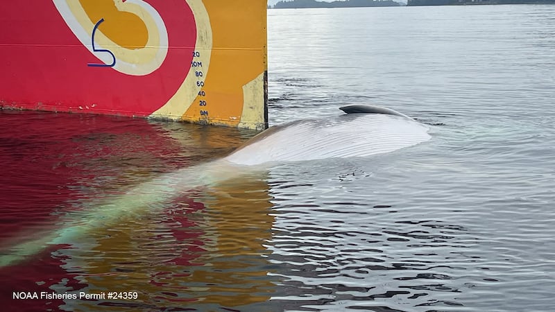 A fin whale was found dead Thursday morning on the bow of a cruise ship in Sitka, according to...