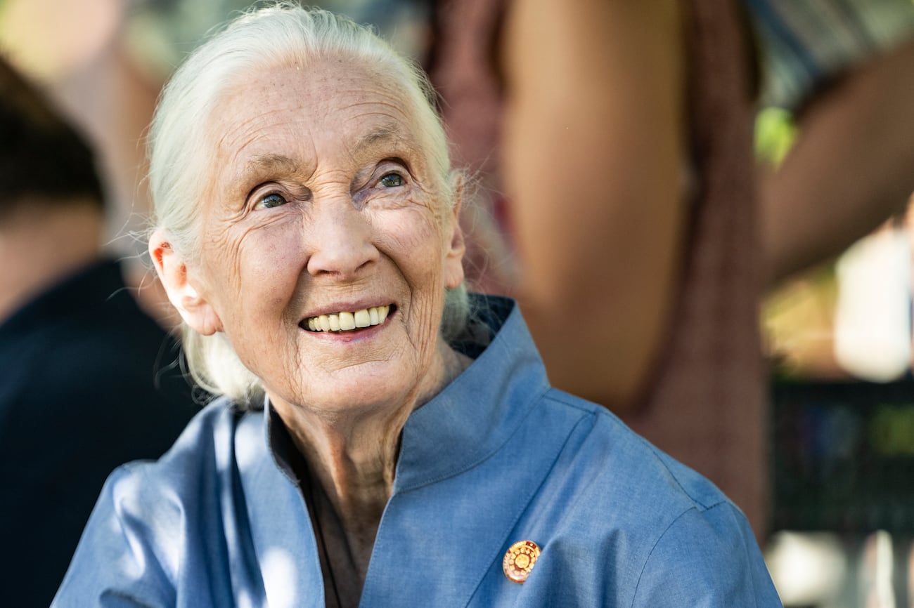 Jane Good Rip Jane Goodall, famed chimpanzee researcher and conservationist, dead at 91