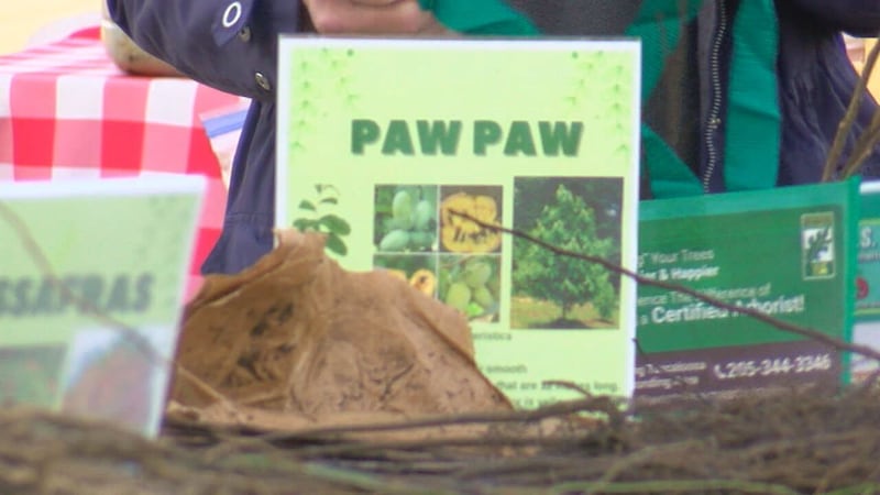 Seedling giveaway at Tuscaloosa River Market