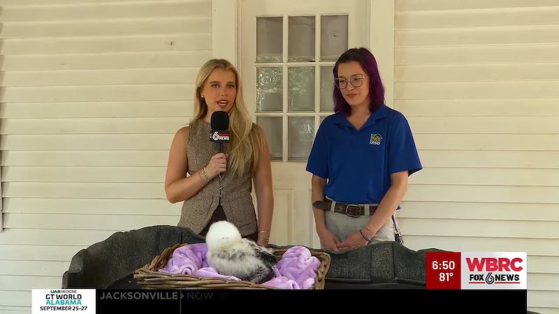 Weather Extra at the Birmingham Zoo: Hoots and Howls