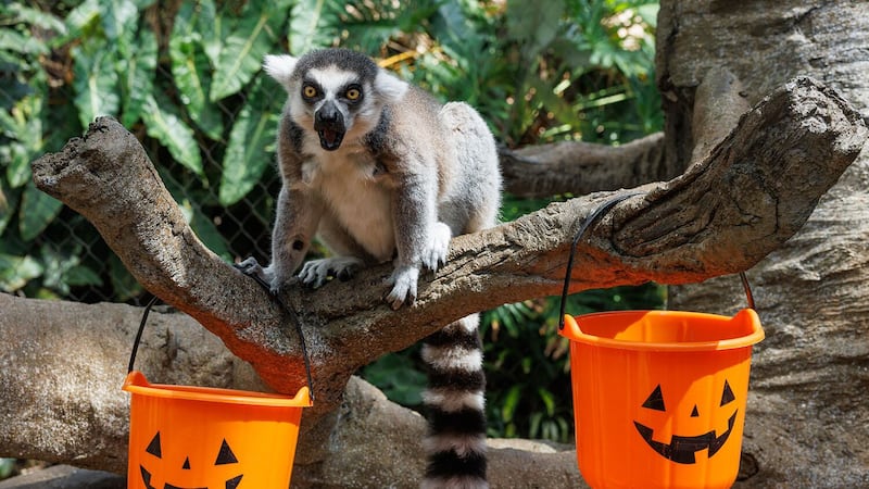 October at the Tennessee Aquarium