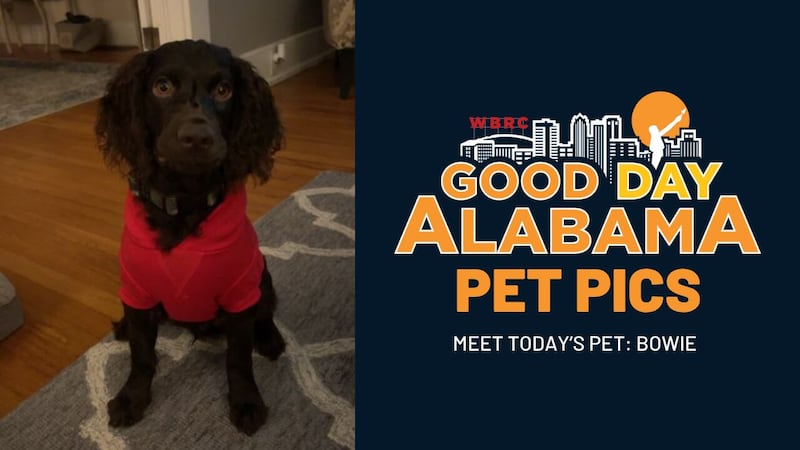 Good Day Alabama Pet Pics: Bowie