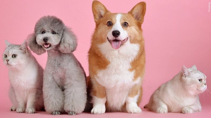 Here are trending pet names. (Source: CNN Newsource, Canva, Gray)