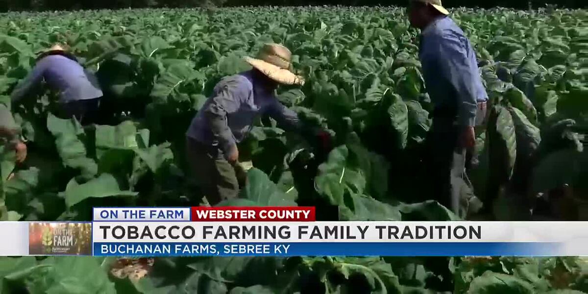 british american tobacco ownership British American Tobacco british american tobacco ownership British American Tobacco