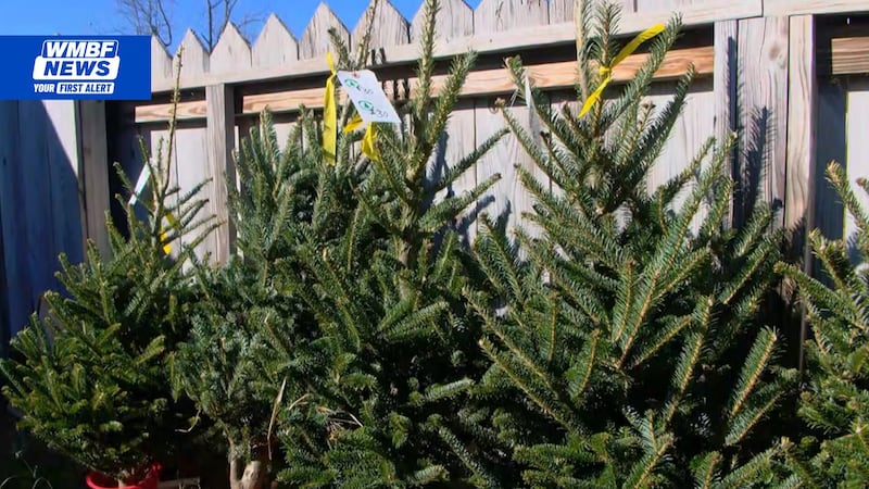 A Christmas tree farm in Horry County says the post-Thanksgiving weekend is its busiest time...